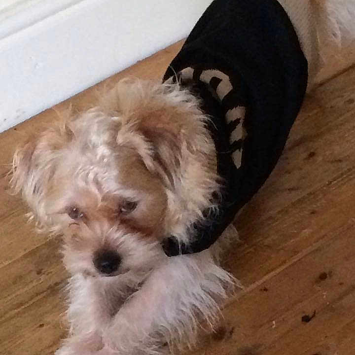 Benji joined the competition — help win amazing prizes!