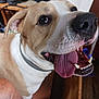Bob joined the competition — help win amazing prizes! animal, brown, canine, close_up, collar, cute, dog, floor, friendly, furniture, happy, indoor, mouth, nose, pet, portrait, shoe, smiling, tongue_out, white
