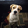 Bob is registered to the contest to win money with this photo: animal, blanket, brown_and_white, canine, carpet, clothing, curious, dog, domestic, ears, face, floor, fur, indoor, looking_up, mammal, nostrils, pet, sitting, whiskers