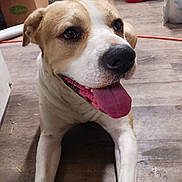 Bob is registered to the contest to win money with this photo: animal, brown_and_white, canine, closeup, cute, dog, domestic, ears, floor, fur, happy, home, indoor, laying, looking_up, mouth, pet, playful, smiling, tongue