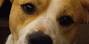Bob joined the competition — help win amazing prizes! animal, brown, canine, close_up, companion, cute, dog, domestic_animal, ears, eyes, face, friendly, fur, indoor, looking, mammal, nose, pet, portrait, white