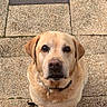 dog, labrador, yellow_labrador, pet, animal, portrait, sitting, outdoor, patio, paving_stones, doormat, collar, floppy_ears, brown_eyes, nose, paws, golden_fur, front_view, centered_composition, serious_expression