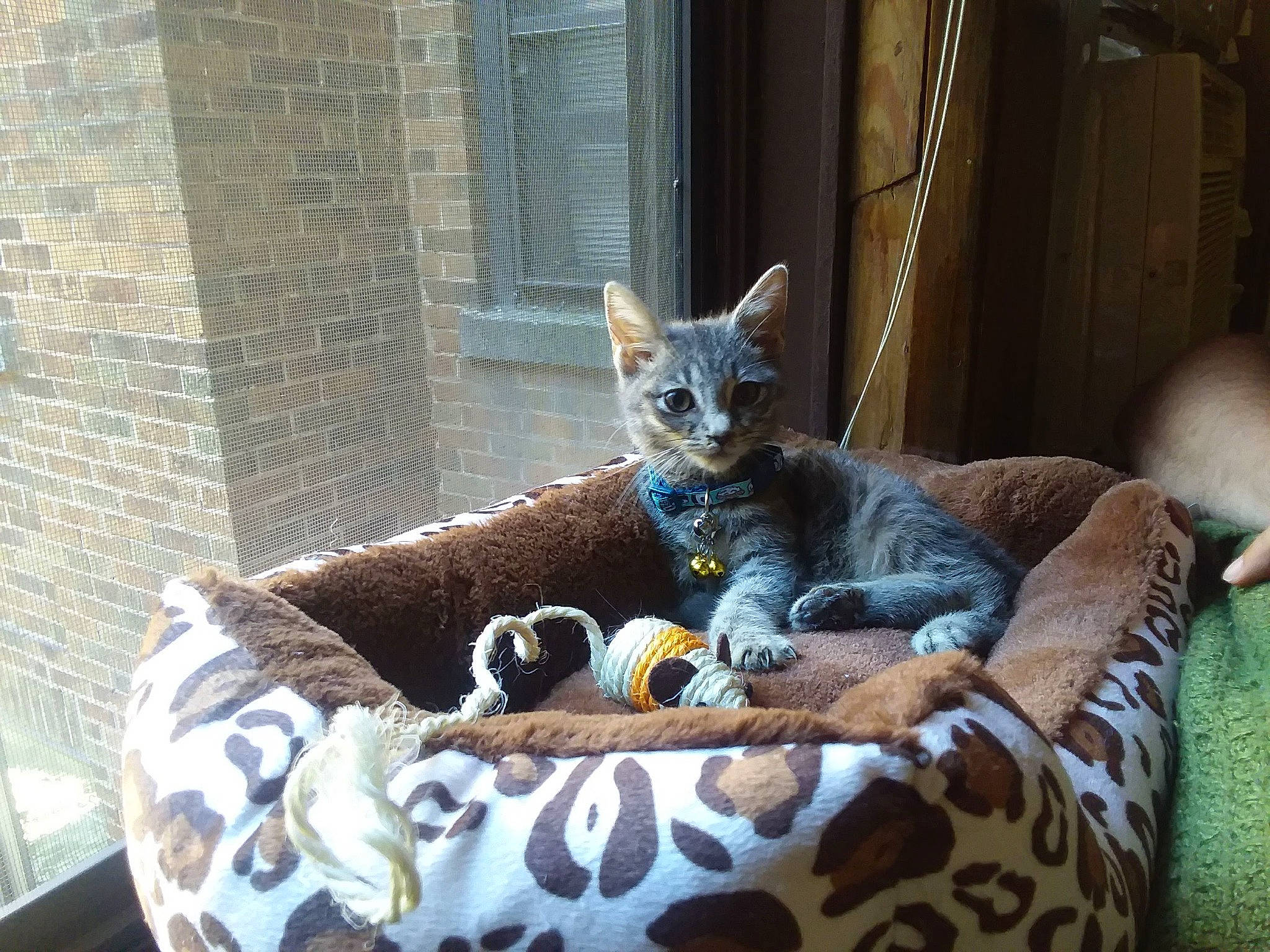 Homer is registered to the contest to win money with this photo: canidae, carnivore, cat, cat_supply, comfort, couch, domestic_short_haired_cat, fawn, felidae, fur, grey, linens, paw, sitting, small_to_medium_sized_cats, snout, tail, terrestrial_animal, whiskers, window