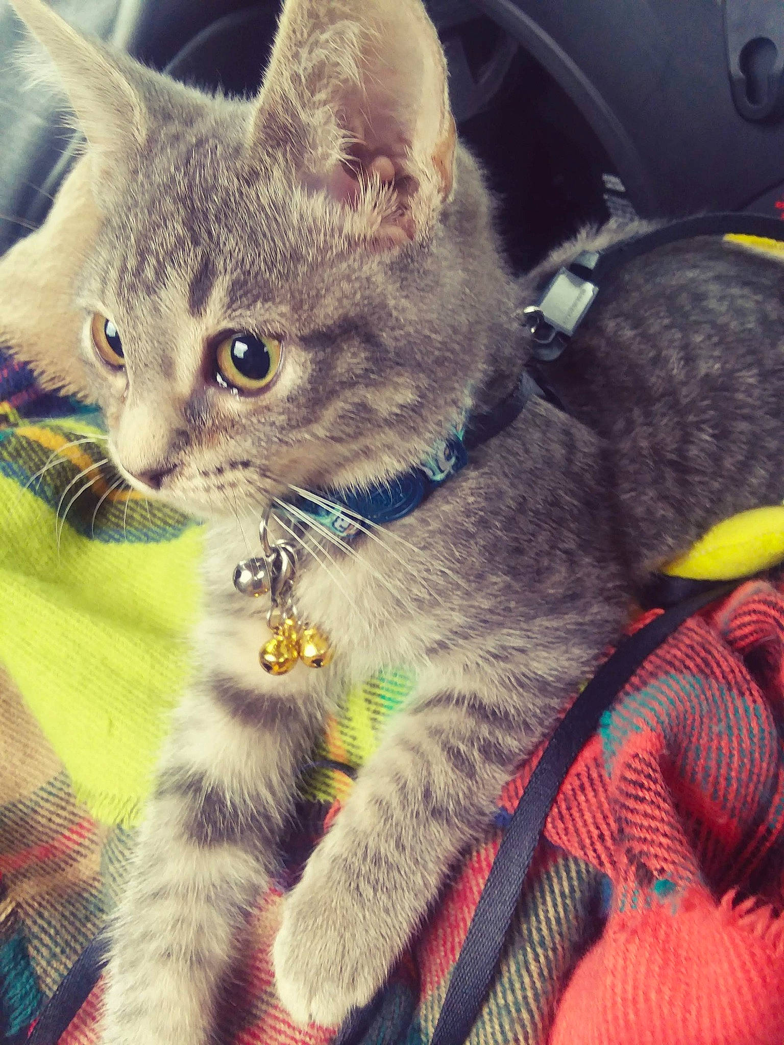 Homer joined the competition — help win amazing prizes! carnivore, cat, claw, collar, comfort, domestic_short_haired_cat, felidae, fur, glasses, lap, paw, photo_caption, small_to_medium_sized_cats, snout, square, tail, terrestrial_animal, whiskers