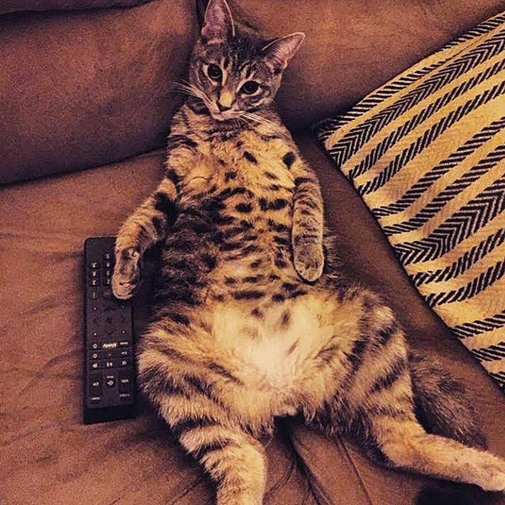 Homer joined the competition — help win amazing prizes! carnivore, cat, claw, cloud, comfort, computer_keyboard, domestic_short_haired_cat, felidae, fur, input_device, metal, mountain, paw, small_to_medium_sized_cats, snout, square, tail, terrestrial_animal, whiskers, wood