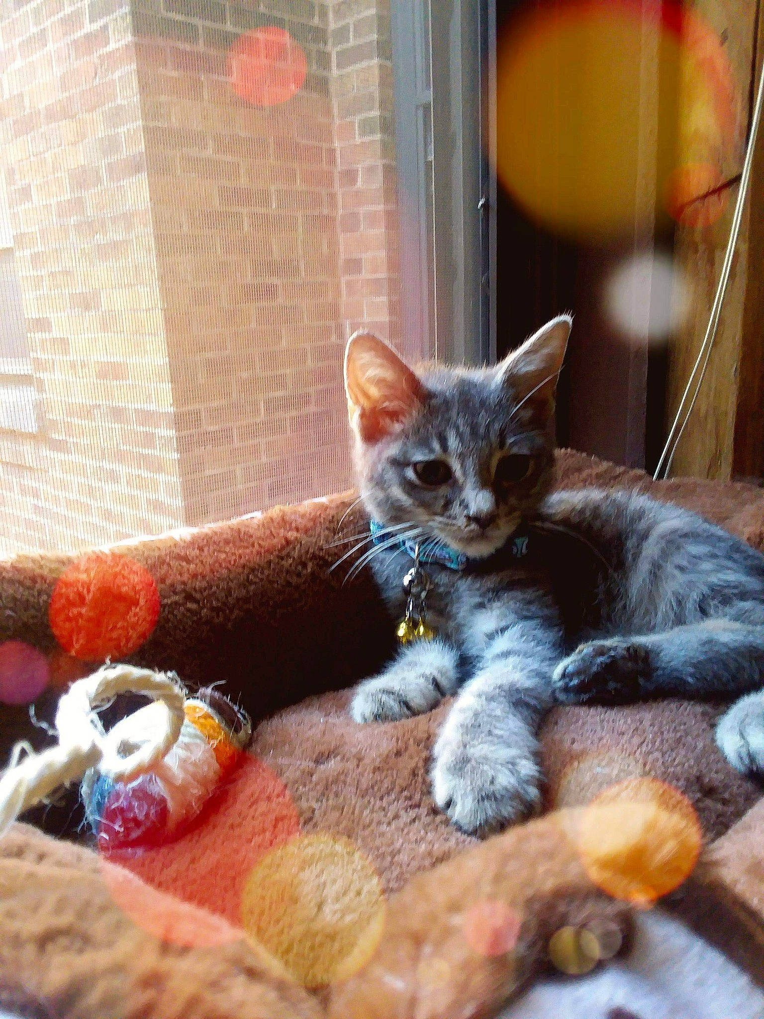 Homer is registered to the contest to win money with this photo: carnivore, cat, cat_supply, claw, comfort, couch, domestic_short_haired_cat, fawn, felidae, fur, grey, paw, sitting, small_to_medium_sized_cats, snout, tail, whiskers, window