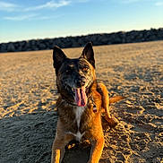 Prambo a rejoint le concours — aidez-le/la à gagner de superbes lots ! animal, brown_fur, canine, collar, daytime, dog, happy, lying_down, nature, outdoor, pet, playful, portrait, rocks, sandy_beach, sky, summer, sunlight, tag, tongue_out