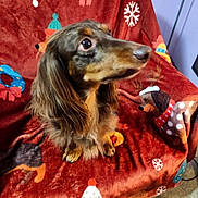 Windsor Horne joined the competition — help win amazing prizes! dog, dachshund, long_hair, pet, animal, blanket, holiday_theme, christmas, snowflake, wreath, decorative, indoor, floor, curious, cute, brown, fur, sitting, canine, portrait