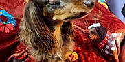 Windsor Horne joined the competition — help win amazing prizes! animal, blanket, brown, canine, christmas, curious, cute, dachshund, decorative, dog, floor, fur, holiday_theme, indoor, long_hair, pet, portrait, sitting, snowflake, wreath