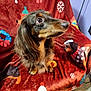 dog, dachshund, long_hair, pet, animal, blanket, holiday_theme, christmas, snowflake, wreath, decorative, indoor, floor, curious, cute, brown, fur, sitting, canine, portrait