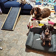 Windsor Horne is registered to the contest to win money with this photo: blanket, brown_dog, couch, cozy, cute, dog, floor, furniture, home, indoor, living_room, multicolor_blanket, pet_accessory, pet_bed, ramp, relaxed_dog, seated_dog, small_dog, tile_floor, white_dog