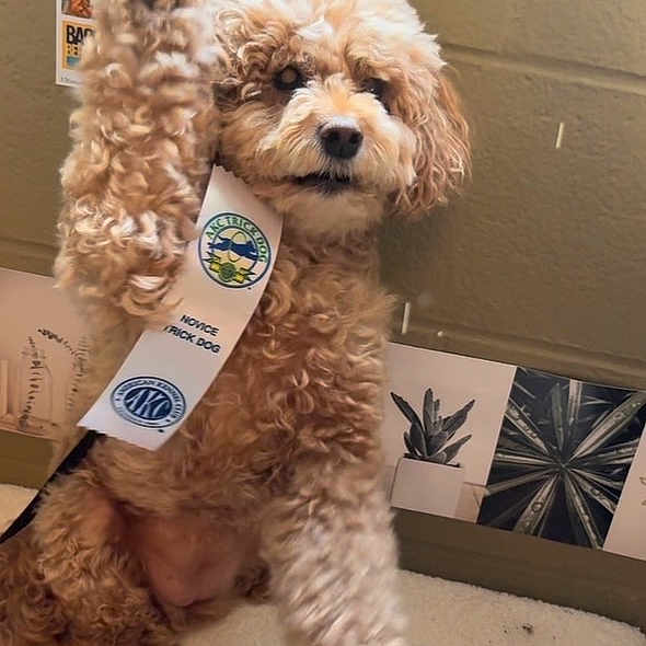 Hershey joined the competition — help win amazing prizes! dog, puppy, curly_fur, brown_fur, fluffy, sitting, raised_paw, pet, award_ribbon, medal, portrait, indoors, wall, photographs, artwork, carpet, leash, cute, animal, companion