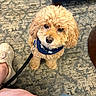Hershey joined the competition — help win amazing prizes! dog, puppy, curly_fur, golden_coat, small_dog, pet, sitting, looking_up, adorable, leash, bandana, collar, carpet, indoor, portrait, closeup, brown, fluffy, sneaker, human