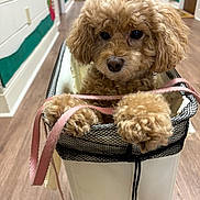 Hershey joined the competition — help win amazing prizes! dog, puppy, curly_hair, small_dog, brown_fur, fluffy, pet, animal, bicycle_basket, mesh_basket, paws, leash, indoor, hallway, wood_floor, portrait, close_up, sitting, adorable, photography