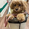 dog, puppy, curly_hair, small_dog, brown_fur, fluffy, pet, animal, bicycle_basket, mesh_basket, paws, leash, indoor, hallway, wood_floor, portrait, close_up, sitting, adorable, photography