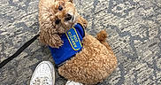 Hershey joined the competition — help win amazing prizes! dog, puppy, service_dog, curly_fur, brown_fur, blue_vest, harness, leash, pet, animal, sitting, looking_up, carpet, indoor, sneakers, human_legs, portrait, cute, companion_animal, floor