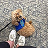 dog, puppy, service_dog, curly_fur, brown_fur, blue_vest, harness, leash, pet, animal, sitting, looking_up, carpet, indoor, sneakers, human_legs, portrait, cute, companion_animal, floor