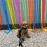 Hershey joined the competition — help win amazing prizes! dog, small_dog, curly_hair, fluffy, brown_fur, sitting, harness, leash, pet, animal, portrait, colorful, streamers, rainbow, art_installation, indoor, brick_wall, terrazzo_floor, centered, photography