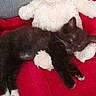 kitten, cat, black_and_white, white_paws, whiskers, blue_eyes, sleeping, lying_down, teddy_bear, stuffed_animal, red_blanket, couch, indoor, cozy, cuddling, pet, furry, playful, portrait, close_up