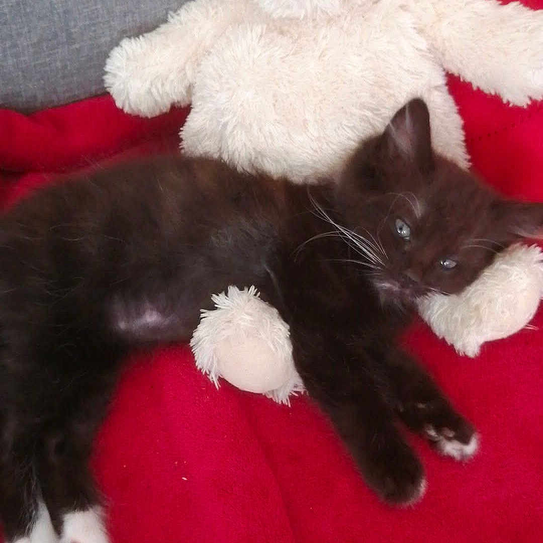 Barbouille participe au concours pour gagner de l'argent avec cette photo : kitten, cat, black_and_white, white_paws, whiskers, blue_eyes, sleeping, lying_down, teddy_bear, stuffed_animal, red_blanket, couch, indoor, cozy, cuddling, pet, furry, playful, portrait, close_up