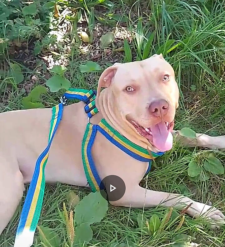 Simba participe au concours pour gagner de l'argent avec cette photo : canidae, carnivore, collar, companion_dog, dog, dog_breed, dog_collar, dog_supply, fawn, garden_hose, grass, guard_dog, leash, personal_protective_equipment, pet_supply, plant, snout, sporting_group, terrestrial_animal, working_animal