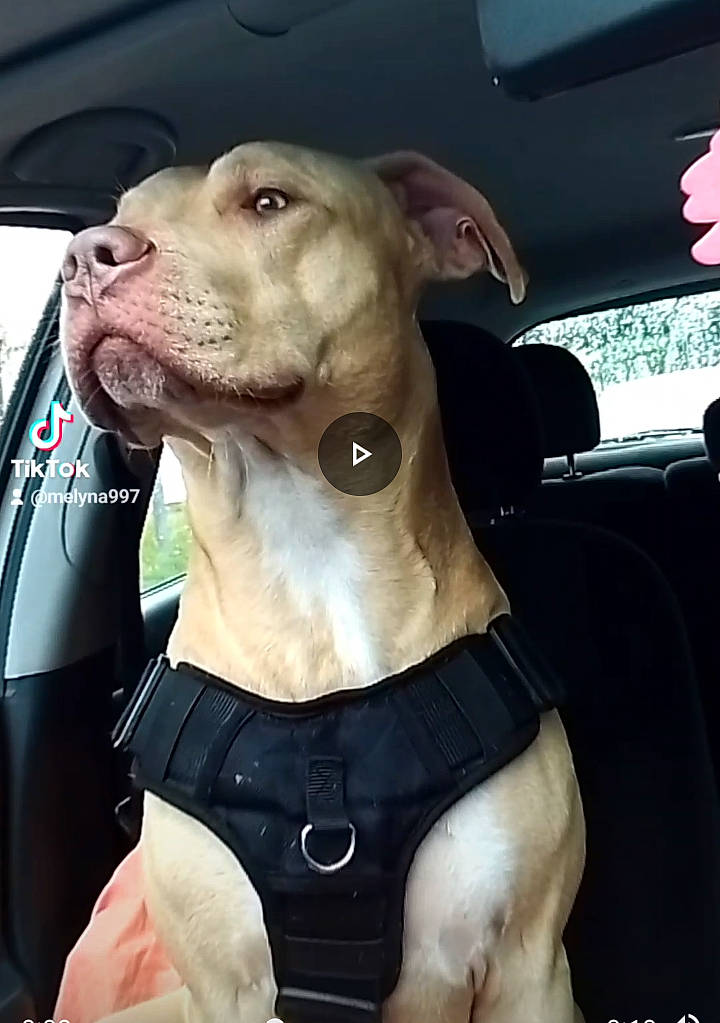 Simba participe au concours pour gagner de l'argent avec cette photo : automotive_exterior, automotive_mirror, canidae, car, car_seat, car_seat_cover, carnivore, collar, companion_dog, dog, dog_breed, dog_collar, fawn, seat_belt, snout, sporting_group, vehicle, vehicle_door, window, working_animal