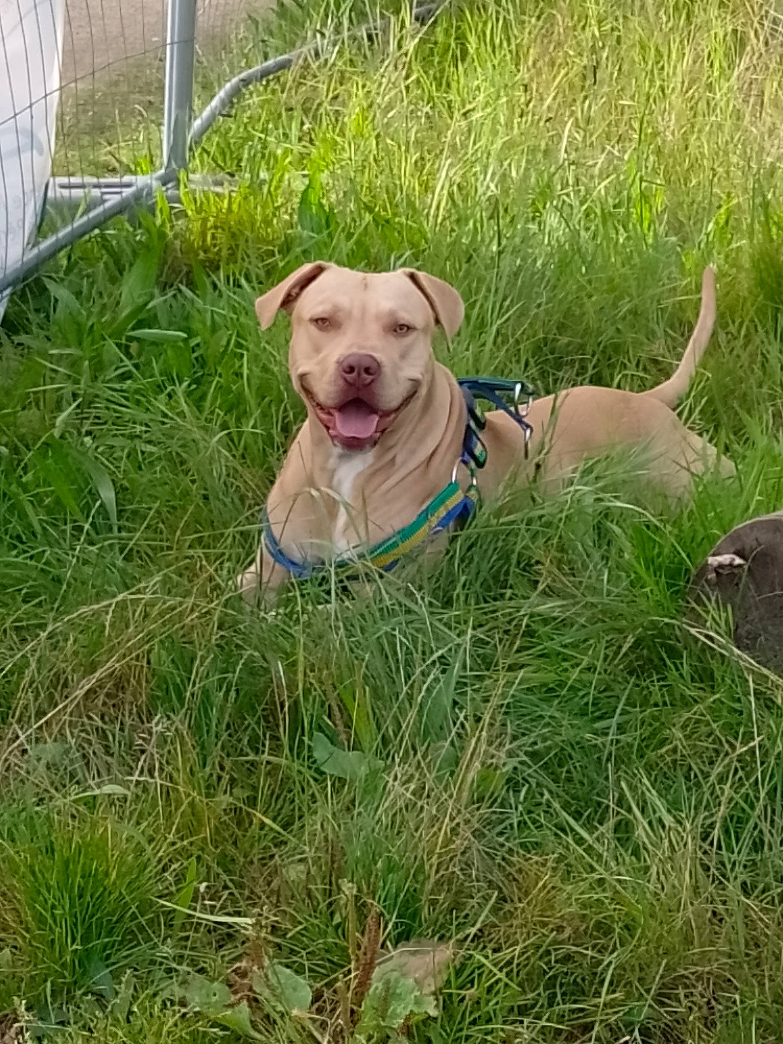 Simba a rejoint le concours — aidez-le/la à gagner de superbes lots ! canidae, carnivore, collar, companion_dog, dog, dog_breed, dog_collar, dog_supply, fawn, fence, grass, leash, liver, mesh, pet_supply, plant, snout, sporting_group, tail, working_animal