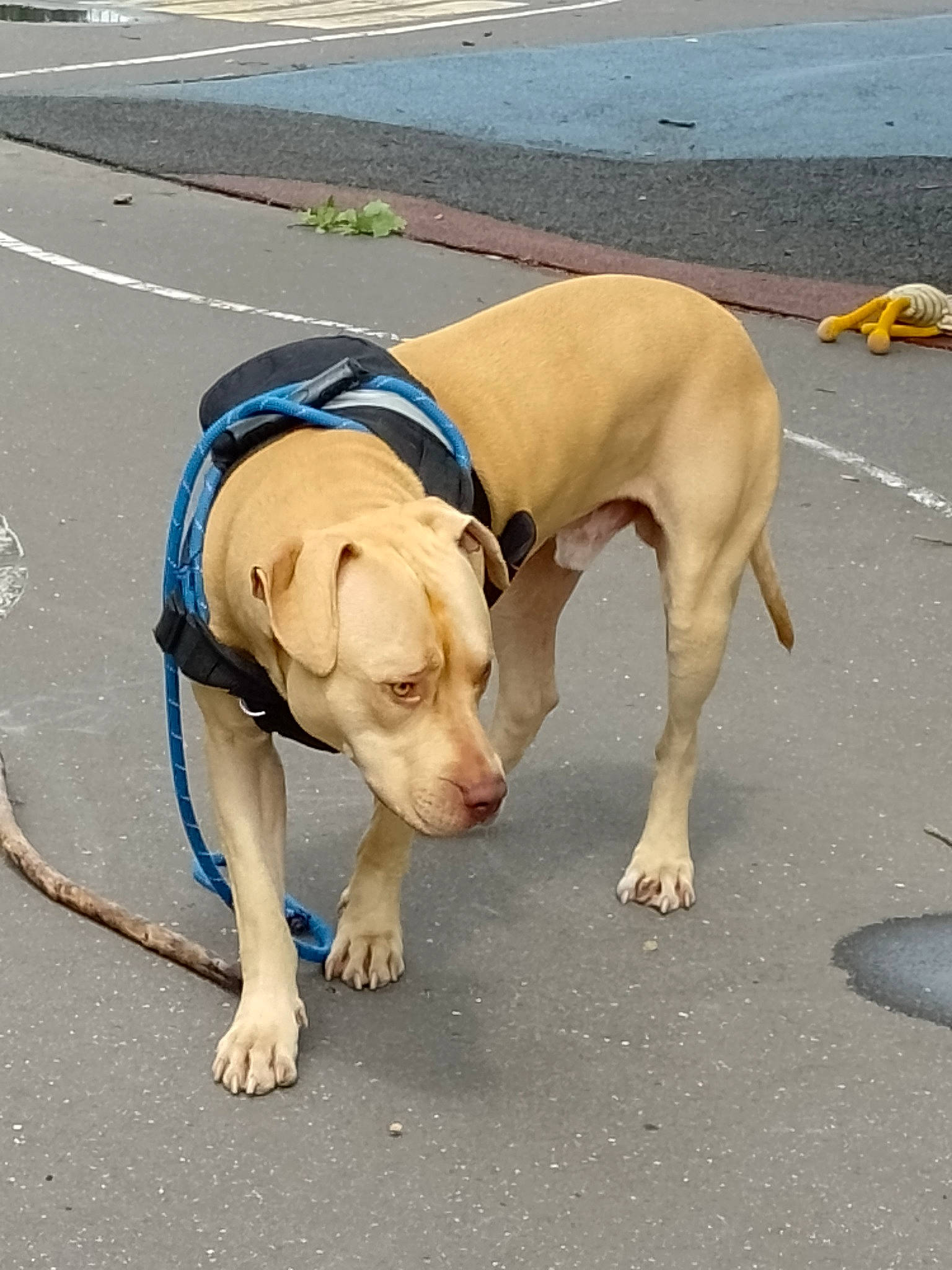 Simba a rejoint le concours — aidez-le/la à gagner de superbes lots ! asphalt, canidae, carnivore, collar, companion_dog, dog, dog_breed, dog_collar, dog_supply, fawn, leash, paw, pet_supply, road_surface, sand, snout, sporting_group, tail, working_animal, working_dog