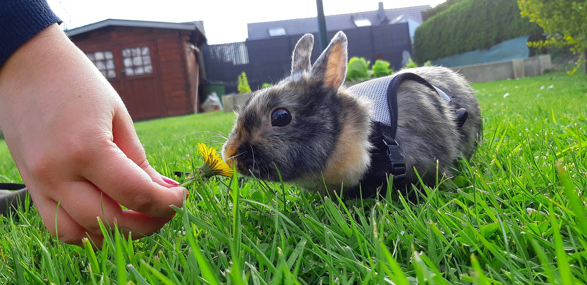 Lilas participe au concours pour gagner de l'argent avec cette photo : domestic_rabbit, eastern_cottontail, fawn, grass, grass_family, hare, lawn, lower_keys_marsh_rabbit, plant, rabbit, rabbits_and_hares, whiskers, wildlife, wood_rabbit
