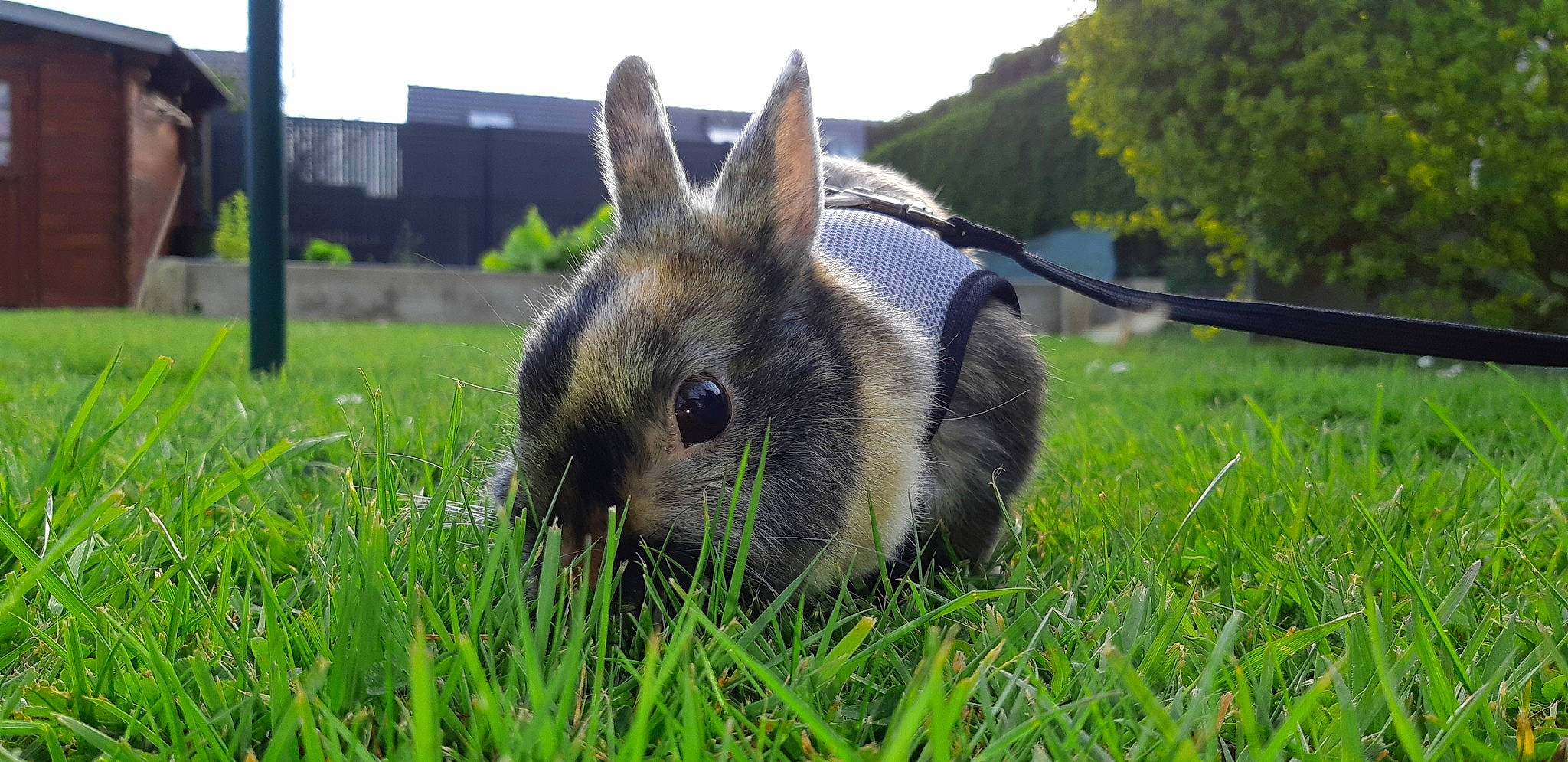 Lilas a rejoint le concours — aidez-le/la à gagner de superbes lots ! domestic_rabbit, ear, fawn, fodder, grass, hare, lawn, lower_keys_marsh_rabbit, mammal, meadow, plant, rabbit, rabbits_and_hares, snout, vertebrate, whiskers, wildlife, wood_rabbit