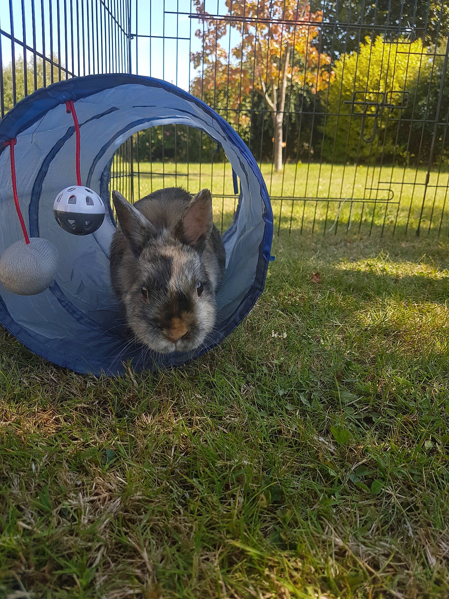 Lilas a rejoint le concours — aidez-le/la à gagner de superbes lots ! canidae, carnivore, cat, felidae, grass, plant, small_to_medium_sized_cats, whiskers