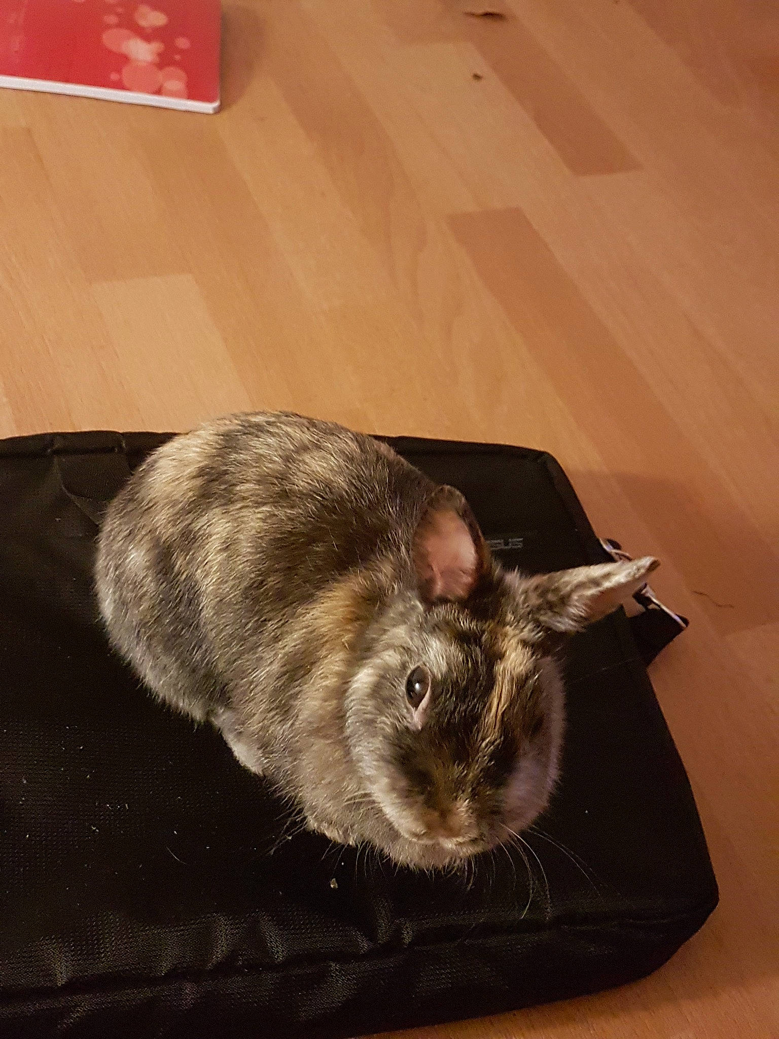 Lilas a rejoint le concours — aidez-le/la à gagner de superbes lots ! chinchilla, degu, domestic_rabbit, ear, fawn, fur, hamster, mouse, muridae, muroidea, rabbit, rabbits_and_hares, rat, rodent, snout, whiskers