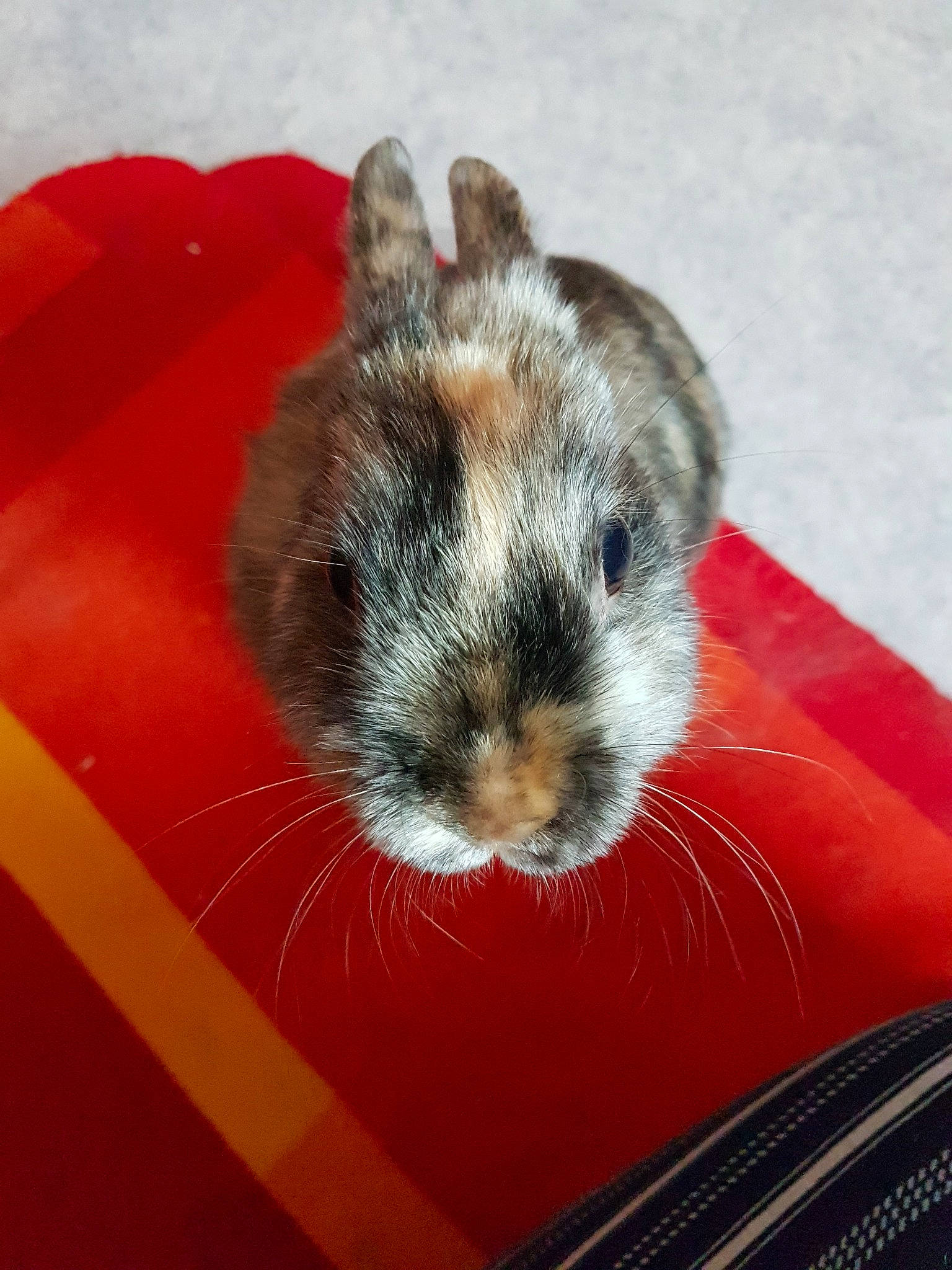 Lilas a rejoint le concours — aidez-le/la à gagner de superbes lots ! chinchilla, degu, domestic_rabbit, ear, fawn, gerbil, hamster, mammal, mouse, muridae, muroidea, rabbit, rabbits_and_hares, rat, rodent, snout, vertebrate, whiskers