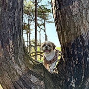 Odin joined the competition — help win amazing prizes! dog, tree, bark, forest, nature, outdoor, sunlight, pet, canine, small_dog, harness, happy, animal, daylight, woodland, smiling, fur, trunk, park, background_blur