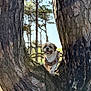 dog, tree, bark, forest, nature, outdoor, sunlight, pet, canine, small_dog, harness, happy, animal, daylight, woodland, smiling, fur, trunk, park, background_blur