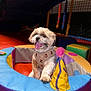 Odin is registered to the contest to win money with this photo: dog, puppy, fluffy, tongue_out, harness, soft_play, playroom, colorful, toy, netting, indoor, pet, cute, small_dog, fabric, play_area, pink, yellow, blue, purple