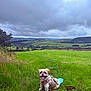 dog, grass, field, cloudy_sky, greenery, leash, harness, outdoor, pet, nature, happy, small_dog, fluffy_tail, landscape, hill, tree, rural, scenic, animal, tongue_out