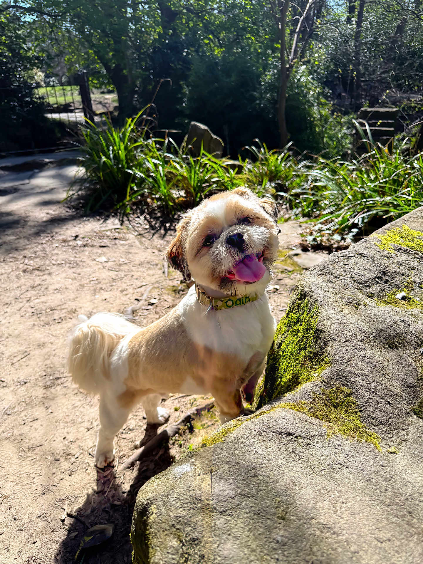 Odin is registered to the contest to win money with this photo: dog, outdoor, sunlight, moss, rock, greenery, path, grass, pet, canine, happy, tongue_out, small_dog, nature, garden, playful, fur, collar, daylight, animal