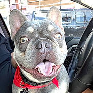 Smalls is registered to the contest to win money with this photo: dog, french_bulldog, pet, animal, portrait, close_up, sitting, smiling, tongue_out, large_ears, short_muzzle, gray_fur, red_harness, collar, dog_tag, car, vehicle, indoors, city, daylight
