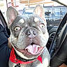 dog, french_bulldog, pet, animal, portrait, close_up, sitting, smiling, tongue_out, large_ears, short_muzzle, gray_fur, red_harness, collar, dog_tag, car, vehicle, indoors, city, daylight
