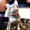 Smalls is registered to the contest to win money with this photo: dog, french_bulldog, puppy, pet, animal, sitting, portrait, red_collar, collar, ears, gray_fur, short_snout, wrinkled_face, brown_eyes, indoors, couch, person, legs, home, funny_expression