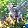 Smalls is registered to the contest to win money with this photo: dog, french_bulldog, puppy, pet, animal, canine, portrait, close_up, face, ears, tongue, smiling, outdoor, garden, grass, fence, sunlight, gray_fur, sitting, happy