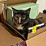 cat, tortoiseshell, cardboard_box, box, pet, animal, feline, indoor, curious, yellow_eyes, closeup, domestic_cat, fur, whiskers, face, looking, cozy, sitting, container, home