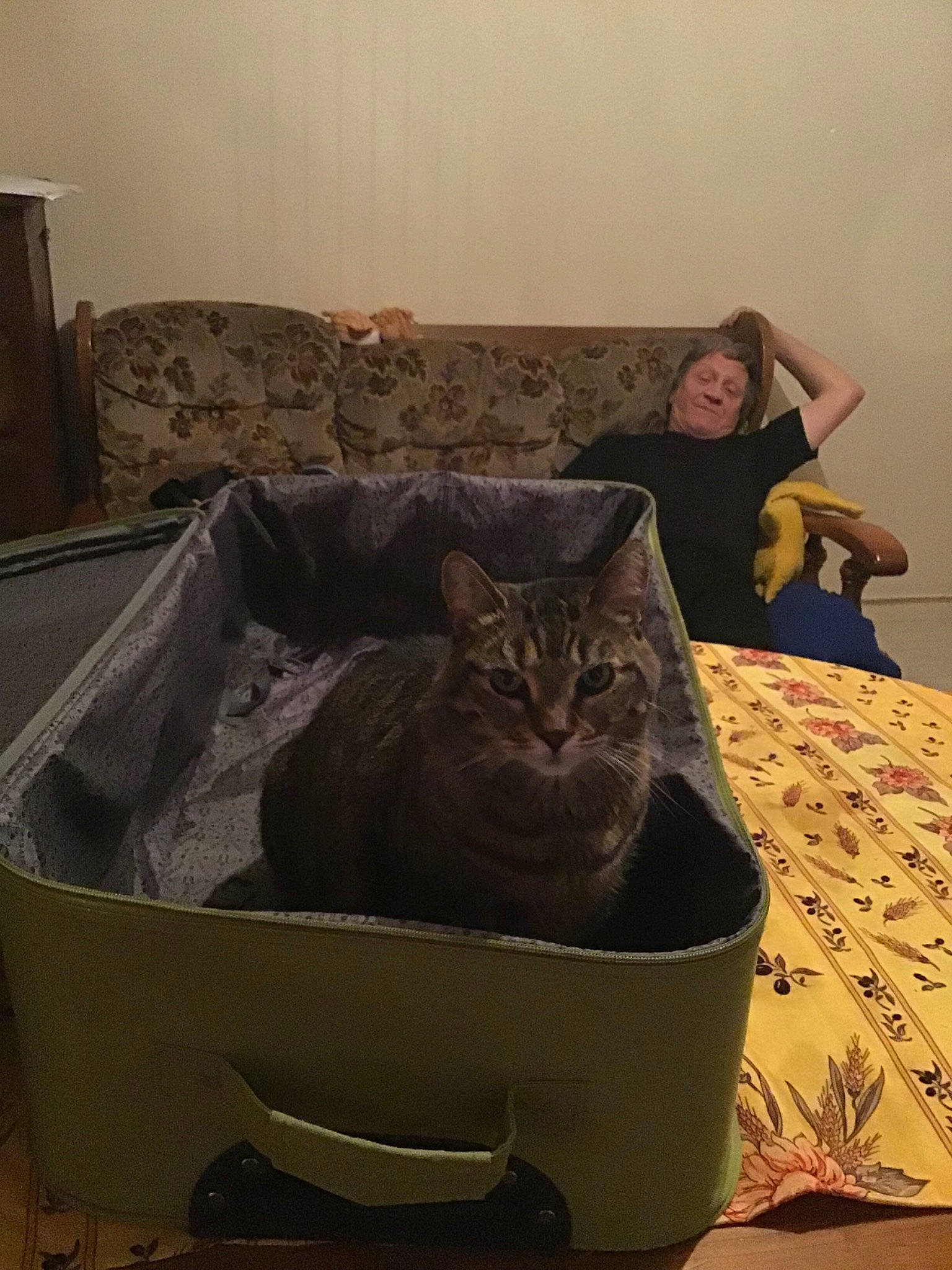 Choupinette participe au concours pour gagner de l'argent avec cette photo : black_cat, carnivoran, cat, cat_like_mammal, furniture, kitten, mammal, person, small_to_medium_sized_cats, snout, whiskers