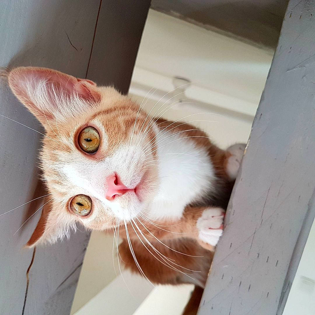 Aaron a rejoint le concours — aidez-le/la à gagner de superbes lots ! aegean_cat, asian, carnivore, cat, domestic_short_haired_cat, ear, european_shorthair, eye, fawn, felidae, fur, kitten, nose, photo_caption, small_to_medium_sized_cats, snout, tabby_cat, tail, whiskers