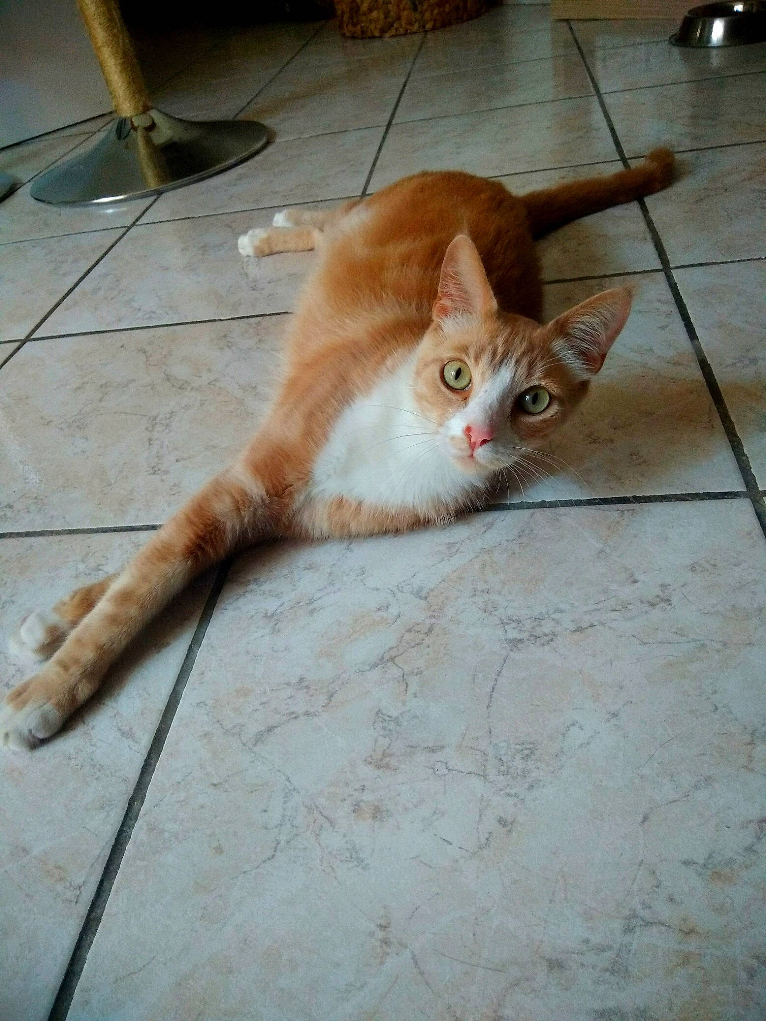 Aaron a rejoint le concours — aidez-le/la à gagner de superbes lots ! aegean_cat, arabian_mau, carnivore, cat, domestic_short_haired_cat, european_shorthair, fawn, felidae, floor, flooring, fur, kitten, ojos_azules, small_to_medium_sized_cats, tail, whiskers