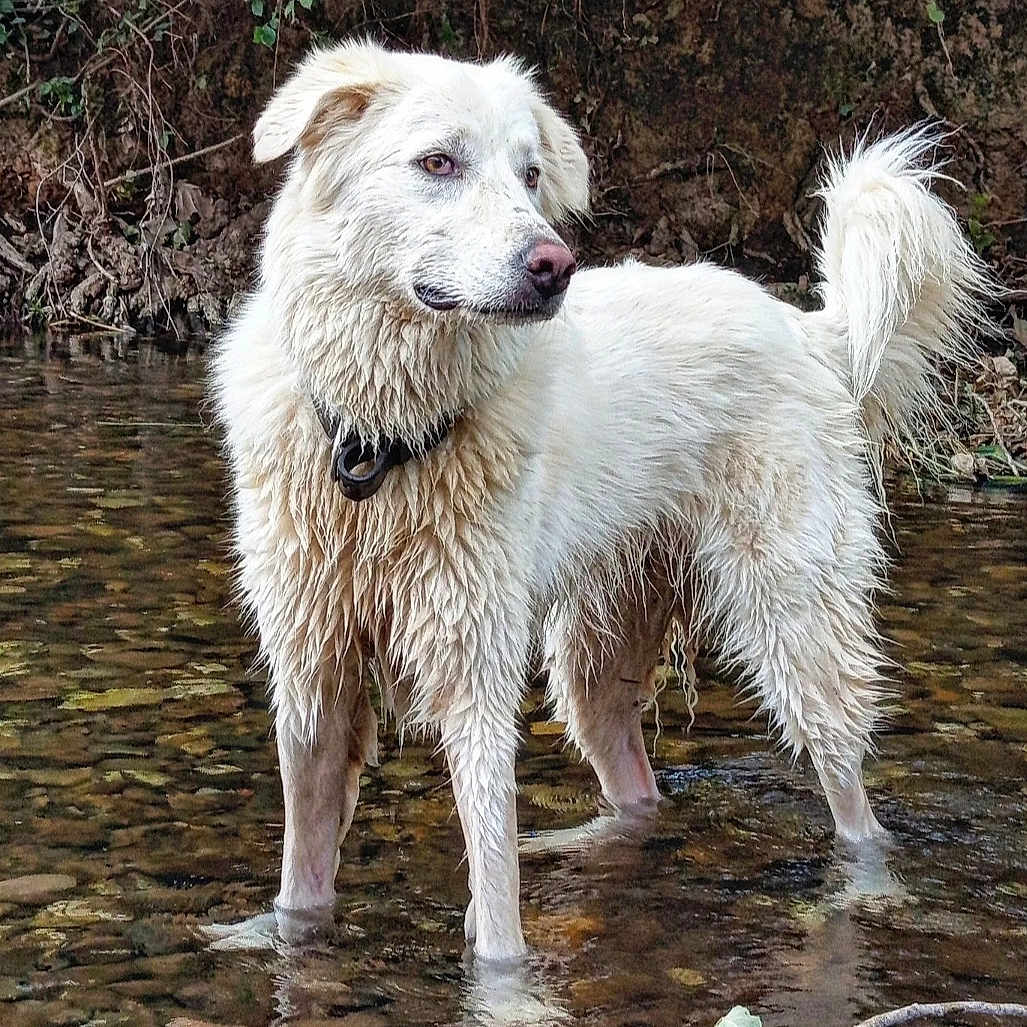 Belle participe au concours pour gagner de l'argent avec cette photo : animal, ball, canine, dog, eskimodog, goldenretriever, husky, nature, outdoors, pet, poodle, puddle, puppy, rock, sport, tennis, tennisball, terrier, water, whitedog