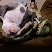 Bleu Diamond is registered to the contest to win money with this photo: puppy, sleeping, blanket, cozy, dog, brown_couch, indoor, close_up, cute, fur, resting, pet, domestic_animal, warm_lighting, relaxation, snout, ears, soft_texture, home, comfort