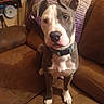 Bleu Diamond is registered to the contest to win money with this photo: dog, pet, brown_couch, blanket, indoor, floor, collar, seated, canine, ears, face, fur, animal, looking_up, home, living_room, furniture, cute, domestic_animal, sitting