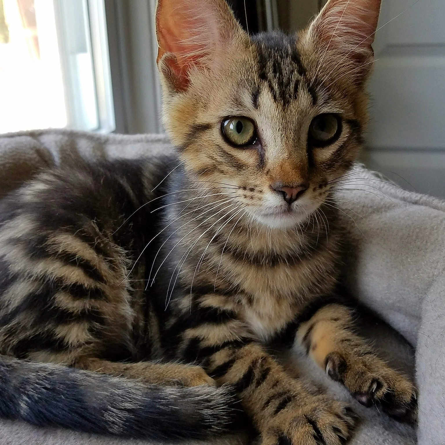 Tattoo joined the competition — help win amazing prizes! american_shorthair, arabian_mau, asian, australian_mist, bengal, carnivore, cat, domestic_short_haired_cat, dragon_li, egyptian_mau, european_shorthair, felidae, kitten, mammal, small_to_medium_sized_cats, snout, tabby_cat, toyger, vertebrate, whiskers